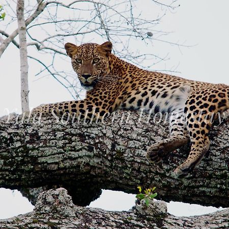 Yala Southern Homestay Тіссамахарама Екстер'єр фото