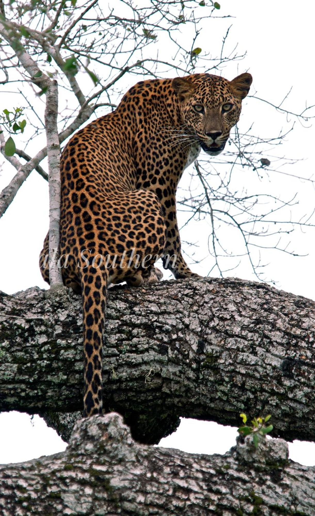 Yala Southern Homestay Тіссамахарама Екстер'єр фото
