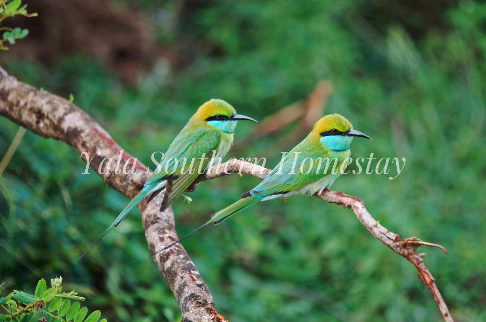 Yala Southern Homestay Тіссамахарама Екстер'єр фото