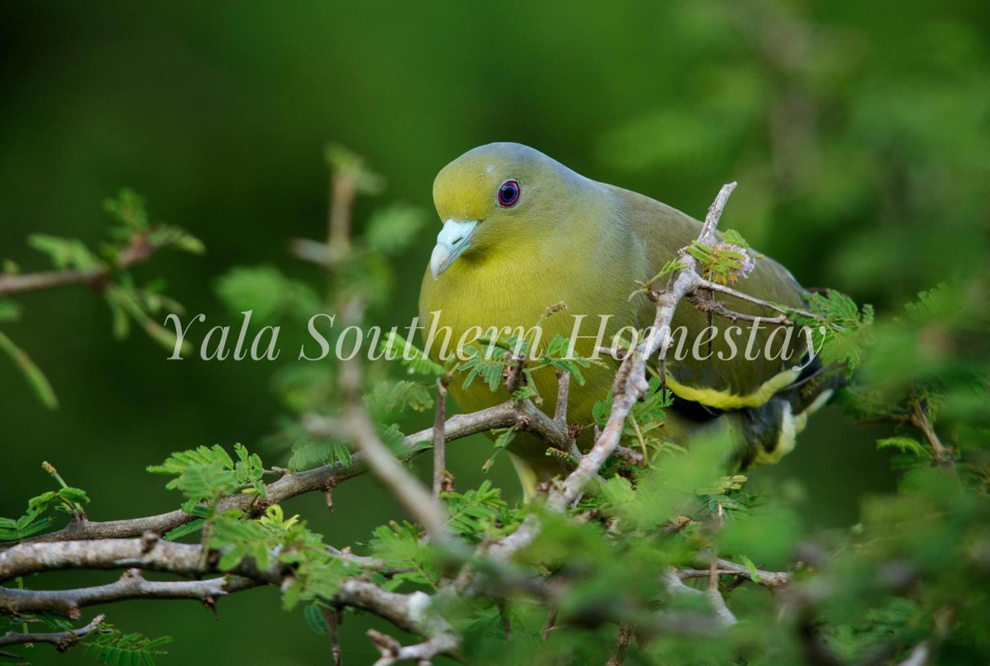 Yala Southern Homestay Тіссамахарама Екстер'єр фото