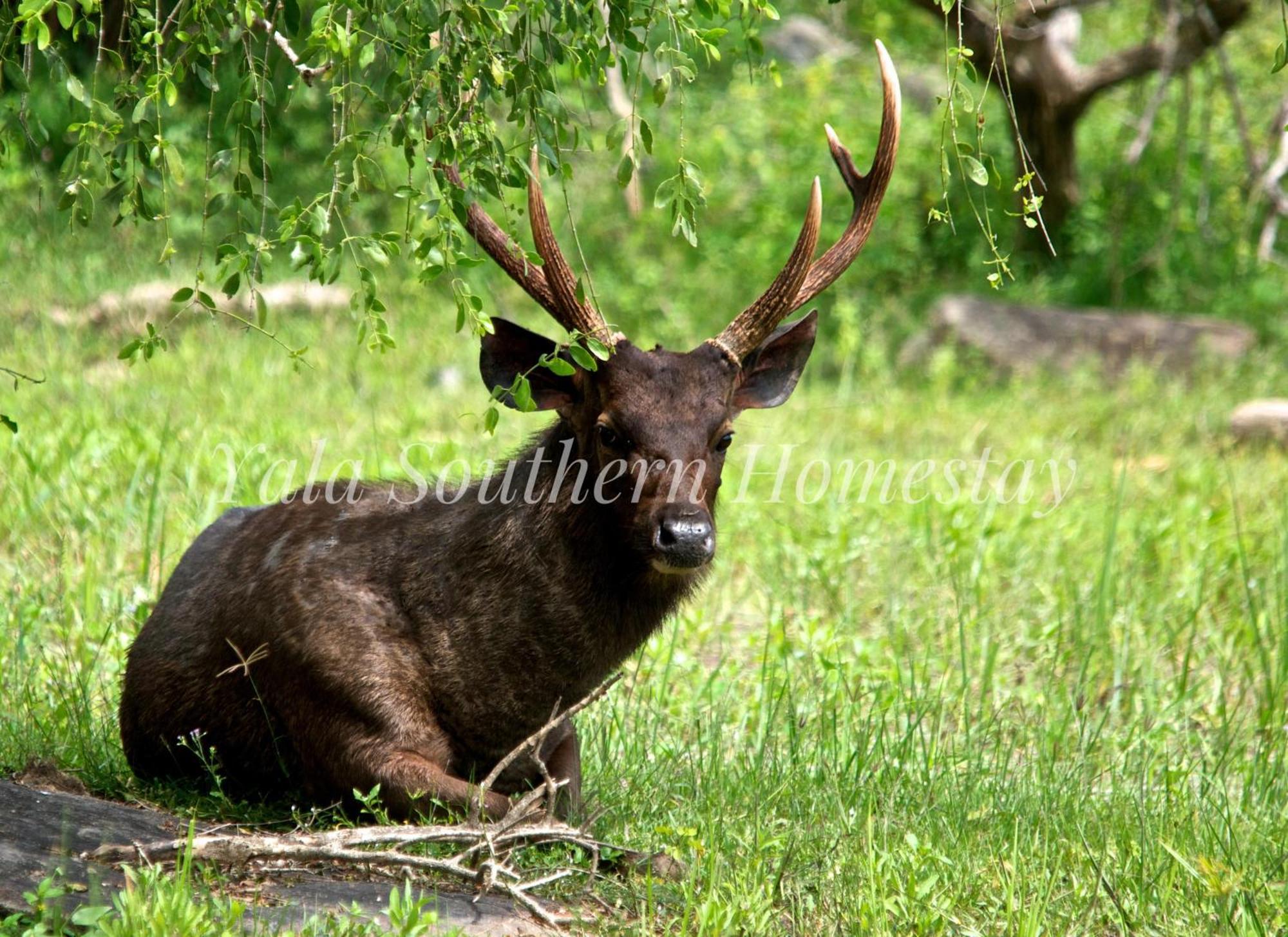 Yala Southern Homestay Тіссамахарама Екстер'єр фото