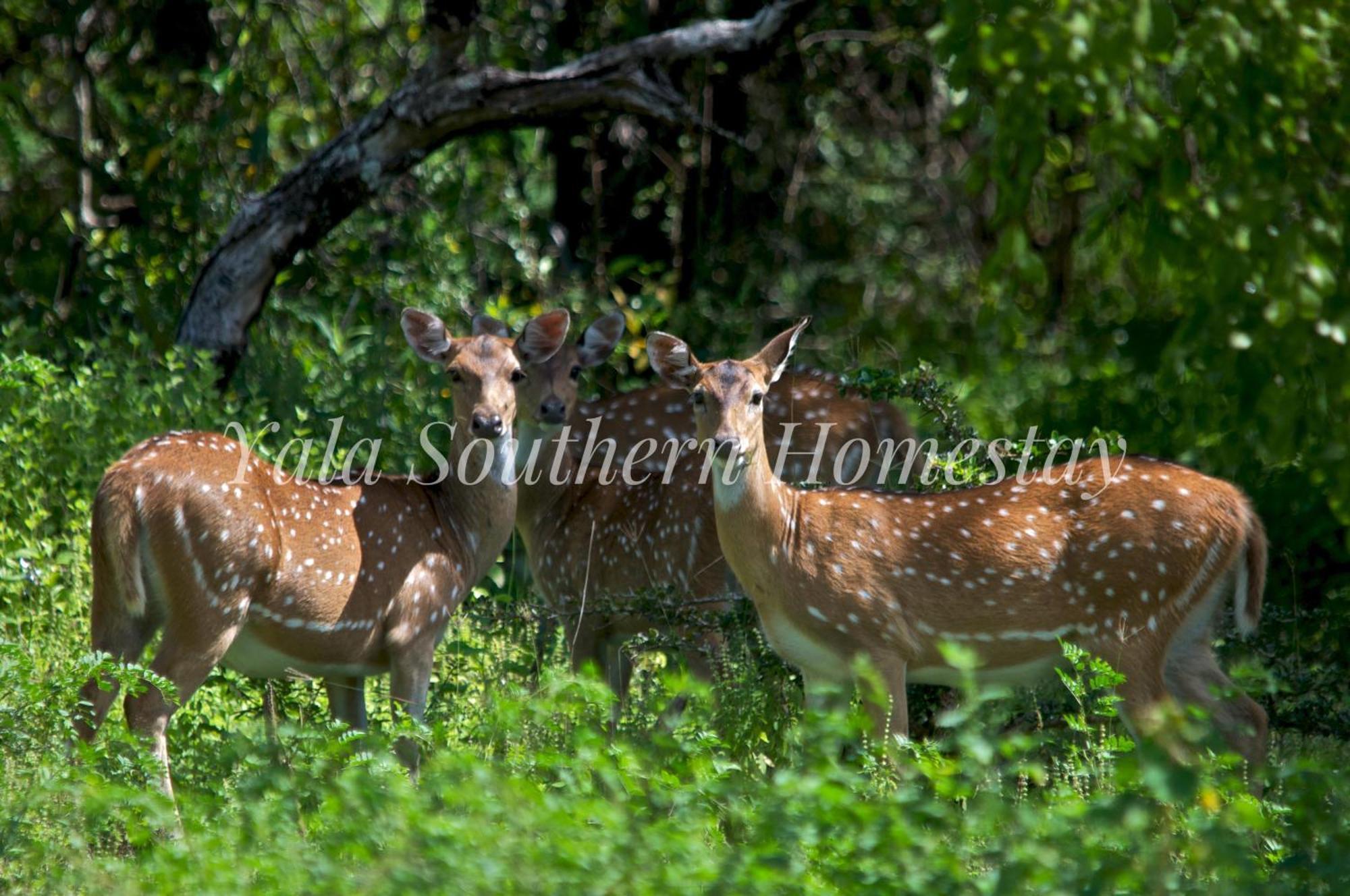 Yala Southern Homestay Тіссамахарама Екстер'єр фото