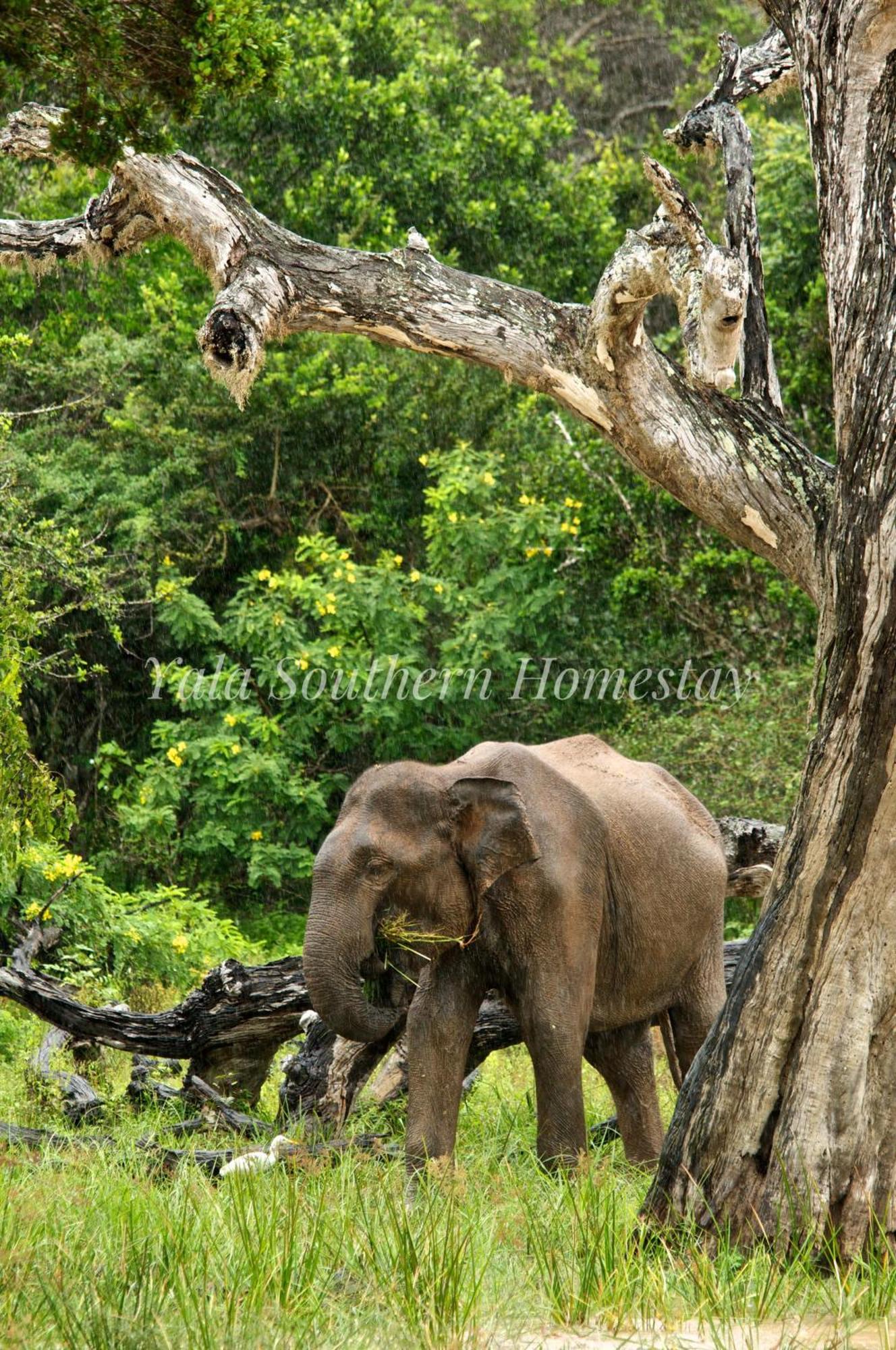 Yala Southern Homestay Тіссамахарама Екстер'єр фото