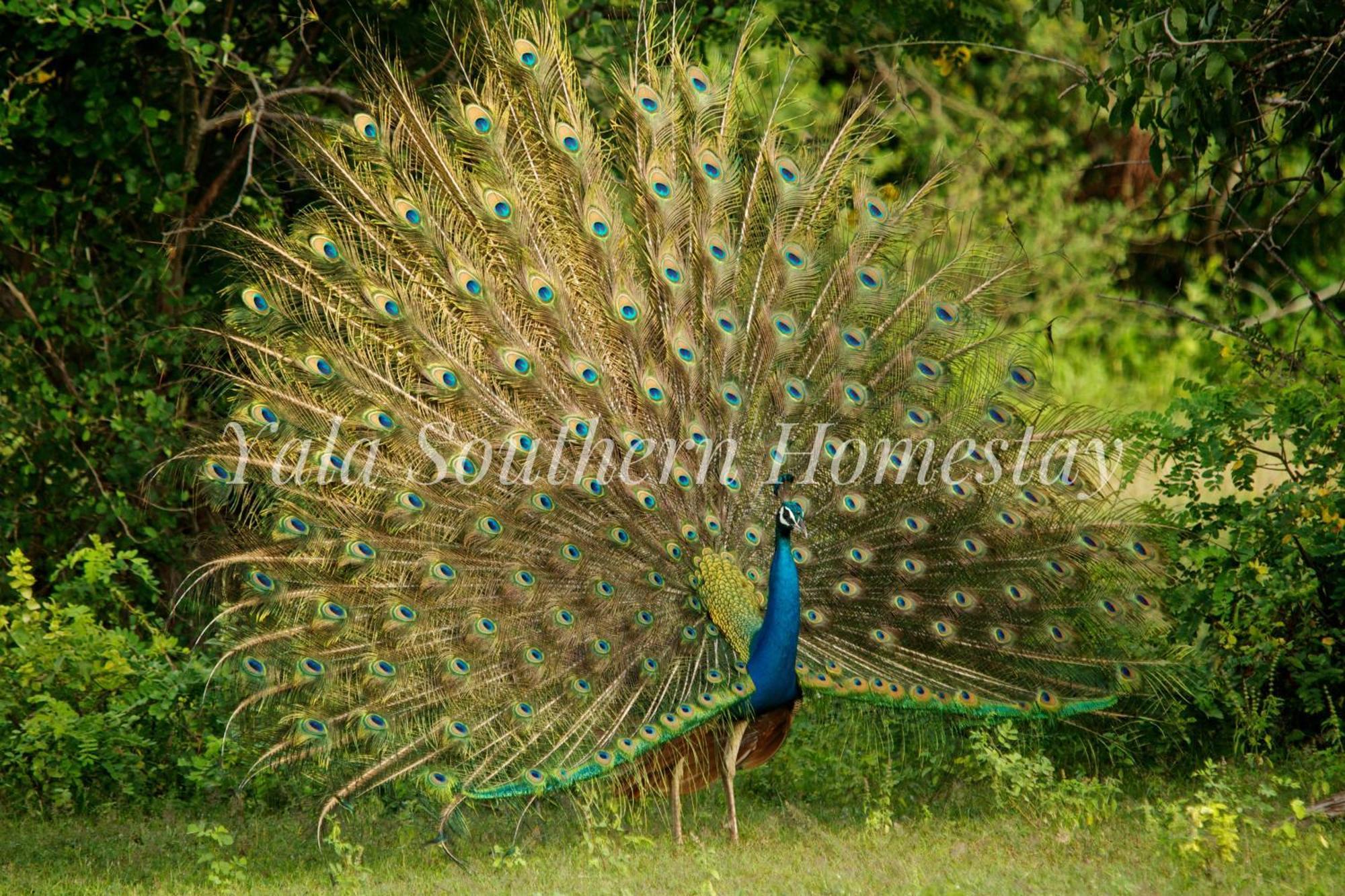Yala Southern Homestay Тіссамахарама Екстер'єр фото