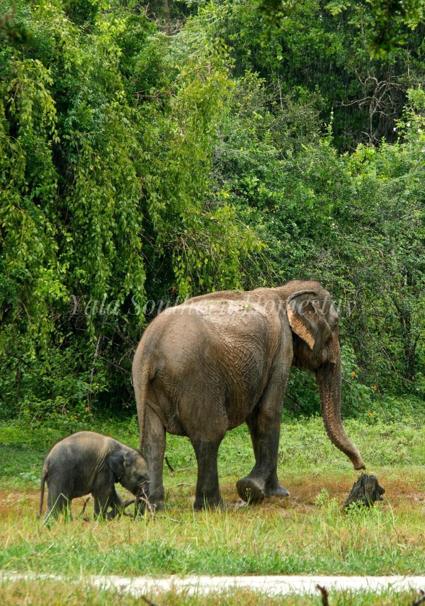 Yala Southern Homestay Тіссамахарама Екстер'єр фото